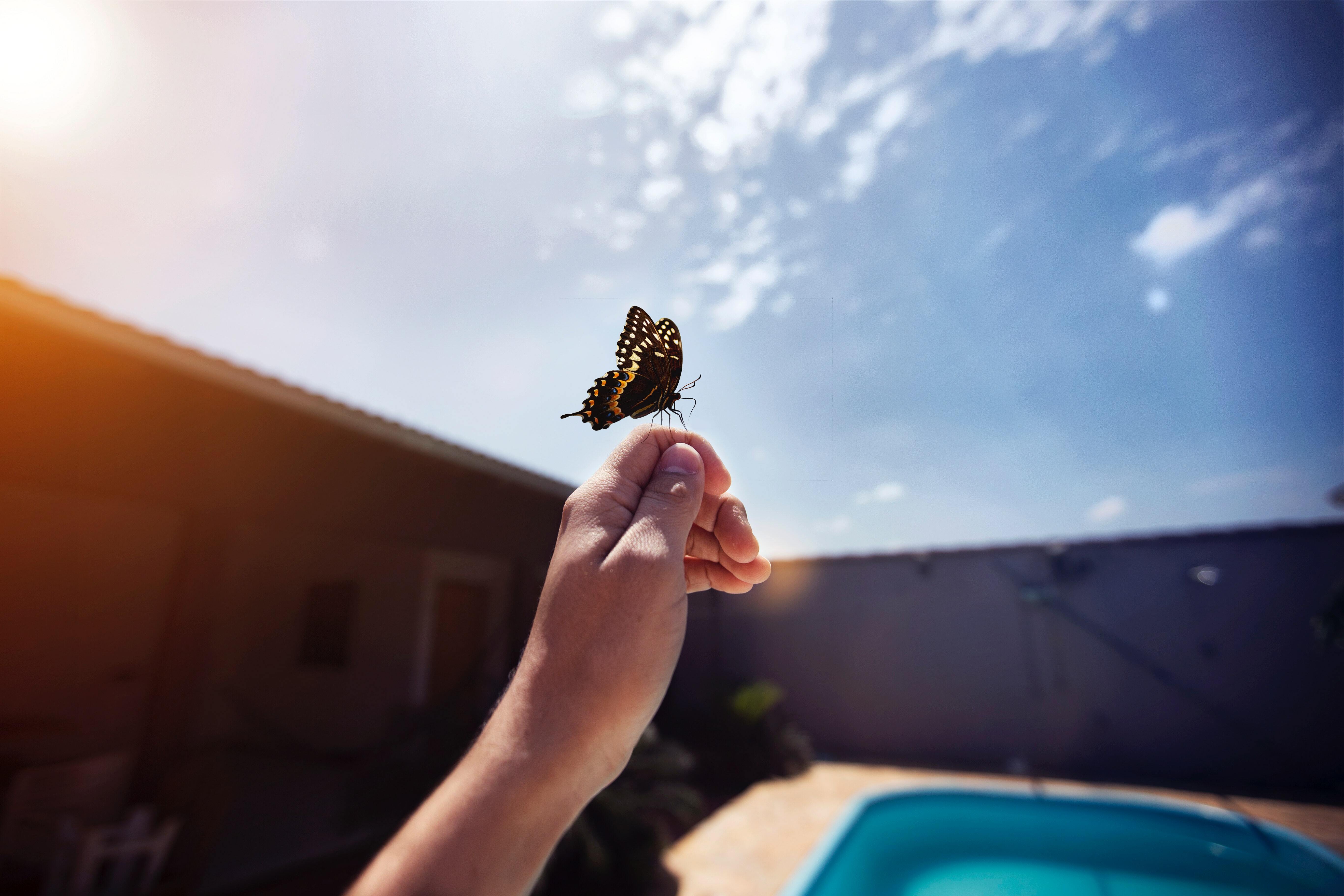 Releasing butterflies or doves is an eco-friendly alternative to farewell a loved one during a memorial service.